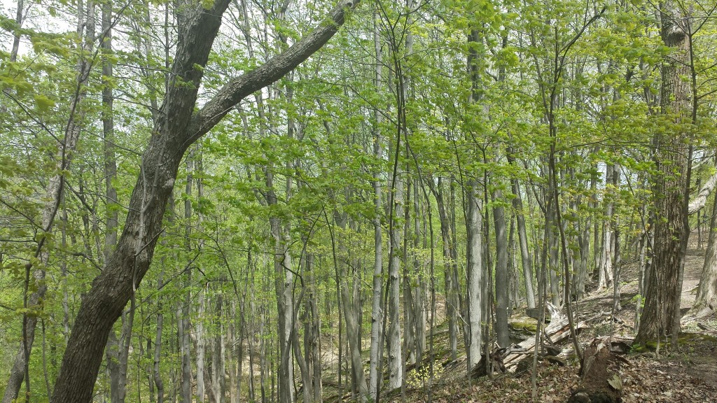 Bruce Trail trees