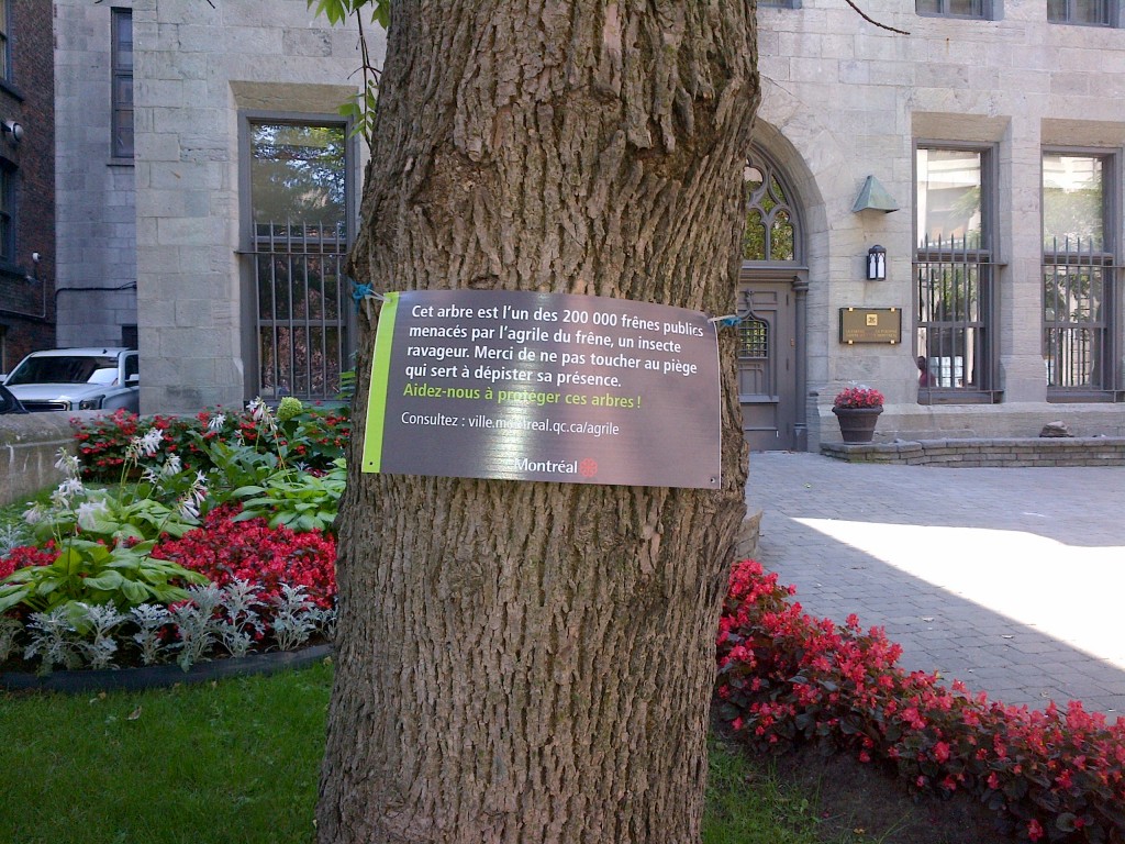 Montreal Emerald Ash Borer