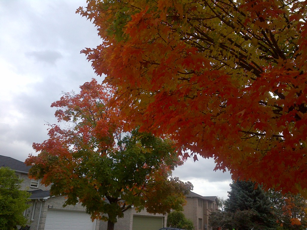 If your trees are changing colours or shedding leaves this early in the autumn, you should get them assessed. 