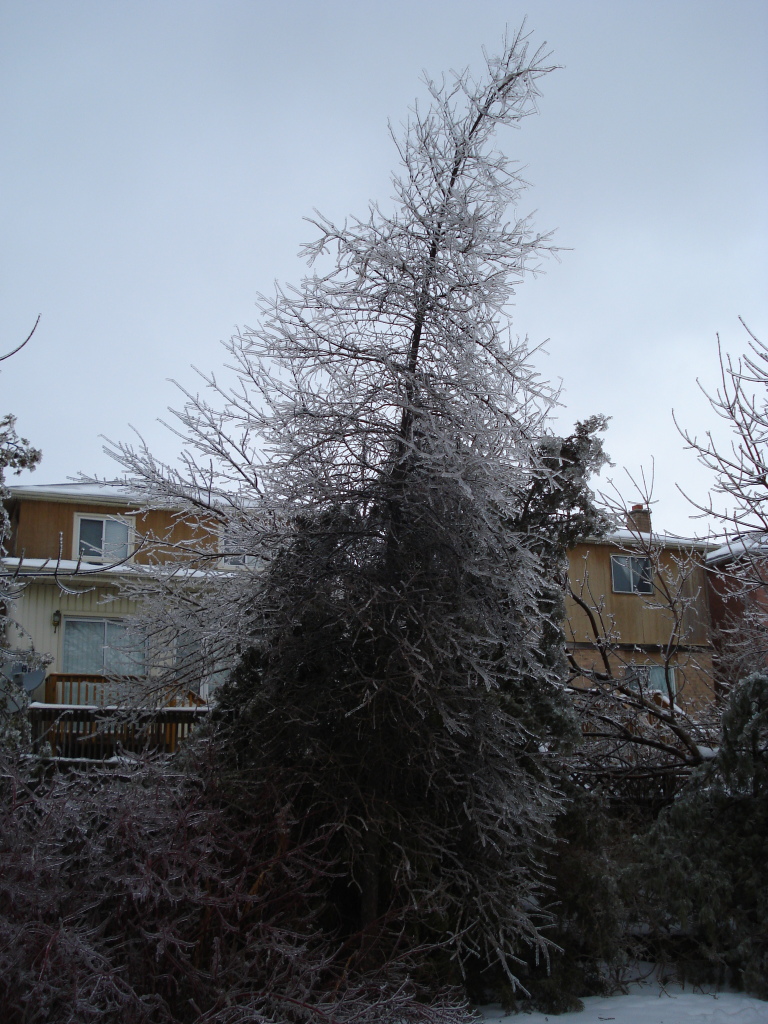 Ice Storm 2013