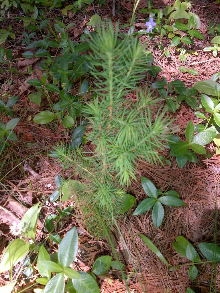 Heritage Village Day Spruce Tree