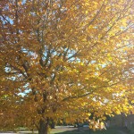 Hamilton-Brantford Rail Trail