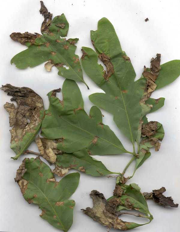 Anthracnose treatment