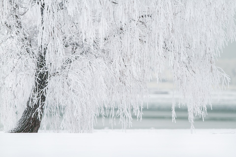 Ice storm damage to trees