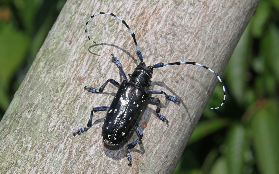 Asian longhorned beetle in Ontario