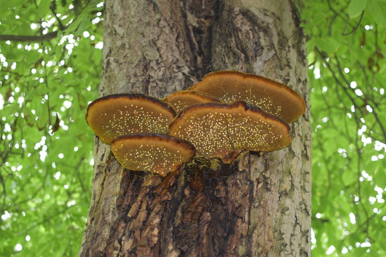 crypto fungus trees