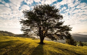 What is a Certified Arborist?