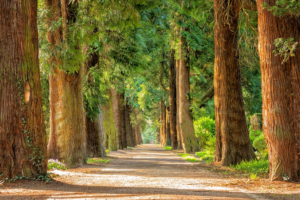 Arborist Reports Toronto