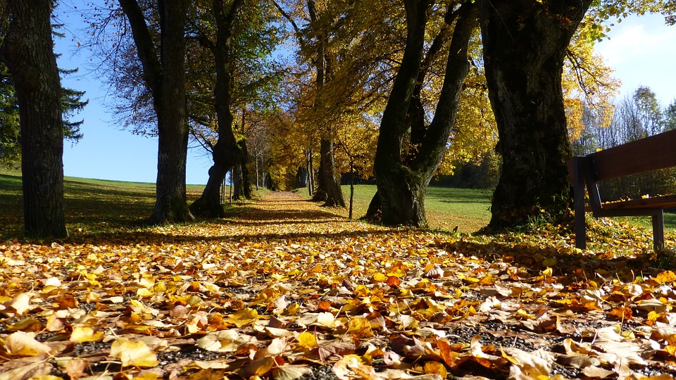 Tree Care for Fall in Ontario