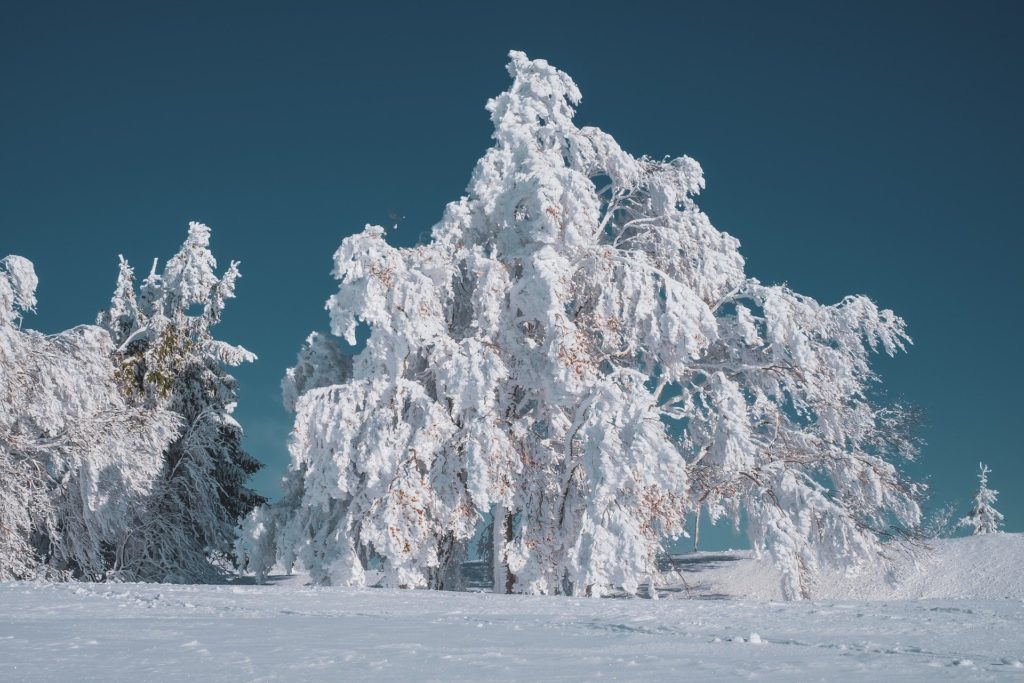 tree care for winter