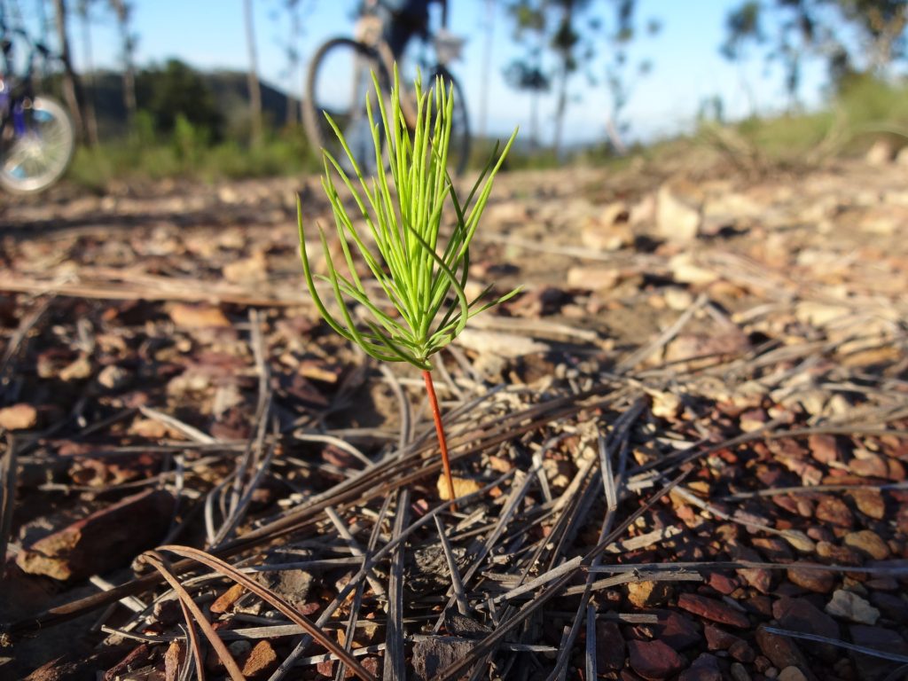 Tree Planting Tips Ontario